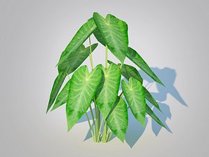 Colocasia esculenta -Green Taro