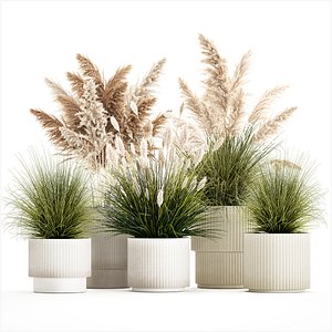3D model pampas grass bushes in pots landscaping feather grass 1461