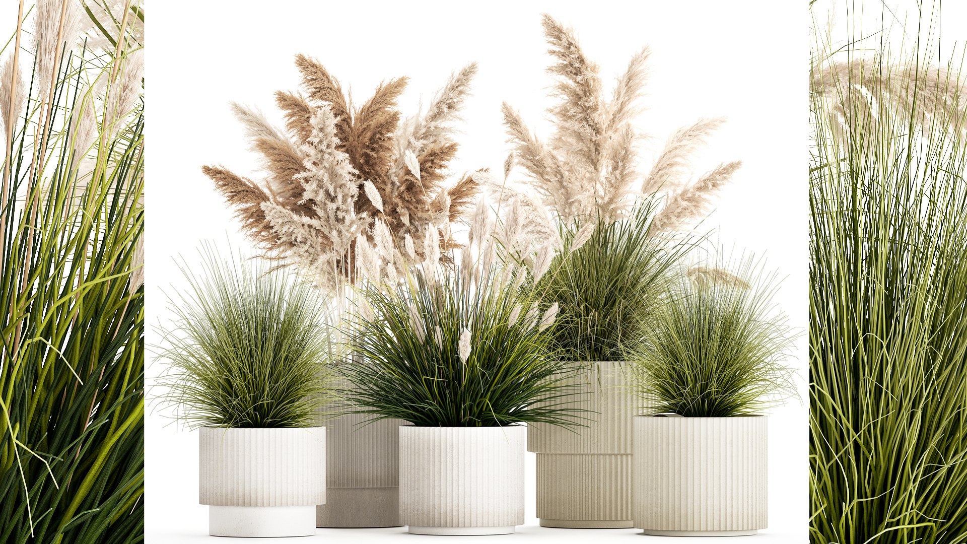 3D Model Pampas Grass Bushes In Pots Landscaping Feather Grass 1461 ...