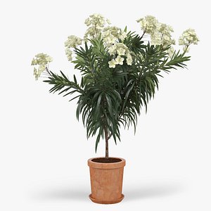 Nerium Flower