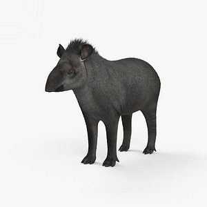 tapir mammal animal 3D