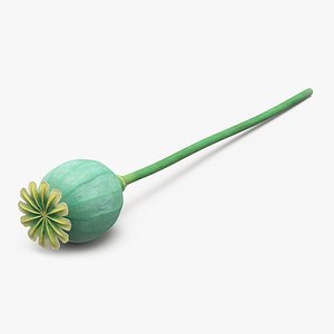 Fresh Poppy Seed Plant