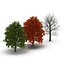 3d model red oak tree set