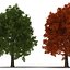 3d model red oak tree set