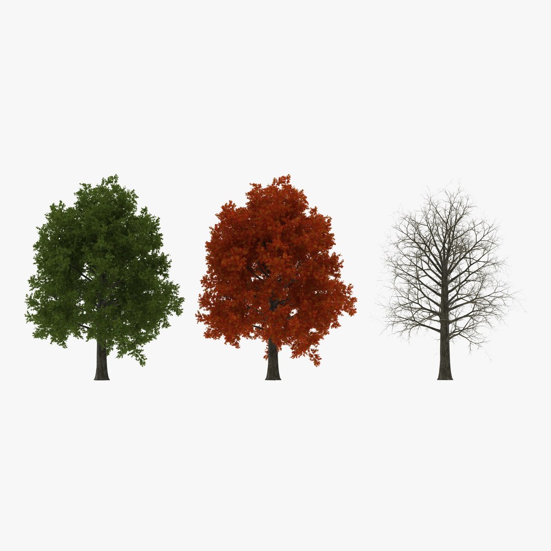 3d model red oak tree set https://p.turbosquid.com/ts-thumb/Sv/DkIsfD/T8cpR82x/redoaktreeset3dmodels01/jpg/1447254891/1920x1080/fit_q87/c6ce4ba7683221233eed0ef7f18fb3c14504ce9b/redoaktreeset3dmodels01.jpg