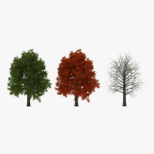 3d model red oak tree set