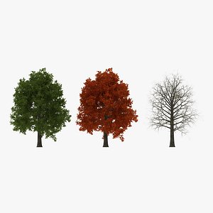 Red Oak Tree 3D Models Set