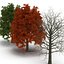3d model red oak tree set