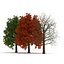 3d model red oak tree set