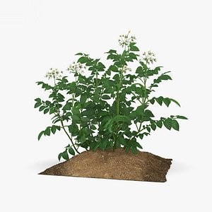 potato plant 3D model