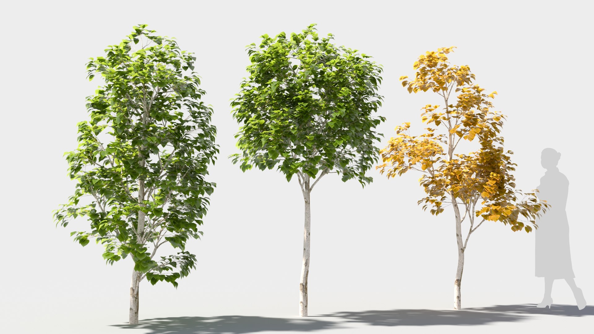 3D model betula platyphylla https://p.turbosquid.com/ts-thumb/Sv/RsWe6E/5I/betulaplatyphylla35/jpg/1681715969/1920x1080/fit_q87/e7cf653ec103ee9bd47900392fa08c0d22beef21/betulaplatyphylla35.jpg
