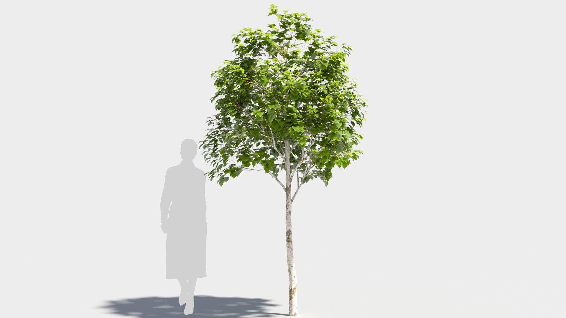3D model betula platyphylla https://p.turbosquid.com/ts-thumb/Sv/RsWe6E/9k/betulaplatyphylla38/jpg/1681715979/1920x1080/fit_q87/7d5329cb8f4cd40a5f6fbf579be02c2d542fe1be/betulaplatyphylla38.jpg