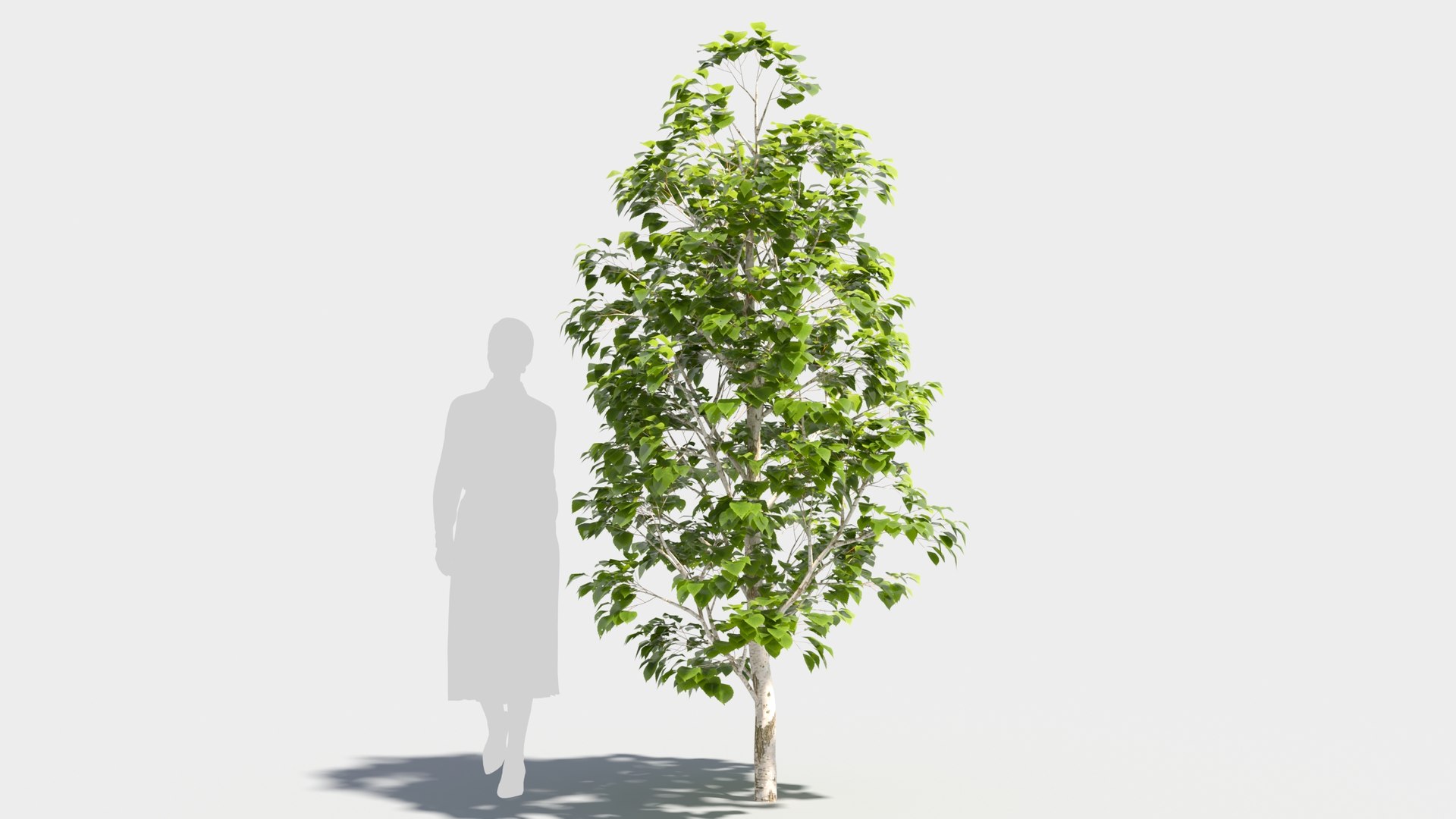3D model betula platyphylla https://p.turbosquid.com/ts-thumb/Sv/RsWe6E/GO/betulaplatyphylla39/jpg/1681715983/1920x1080/fit_q87/87ee71d456c01be02de1cc44d621b010e7d8273c/betulaplatyphylla39.jpg