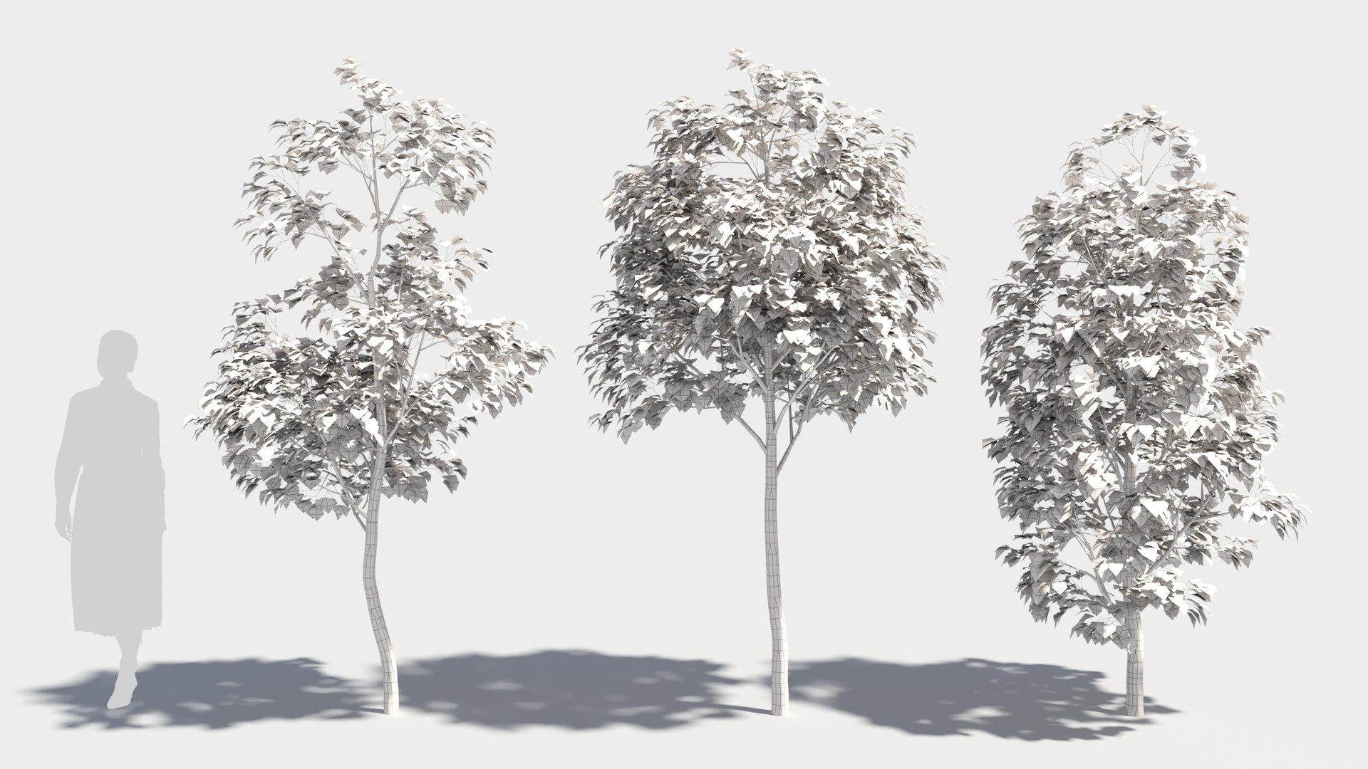 3D model betula platyphylla https://p.turbosquid.com/ts-thumb/Sv/RsWe6E/TI/betulaplatyphylla32/jpg/1681715947/1920x1080/fit_q87/27747d8c1558ca53f1e8a89448d86d1c6ffdf48c/betulaplatyphylla32.jpg