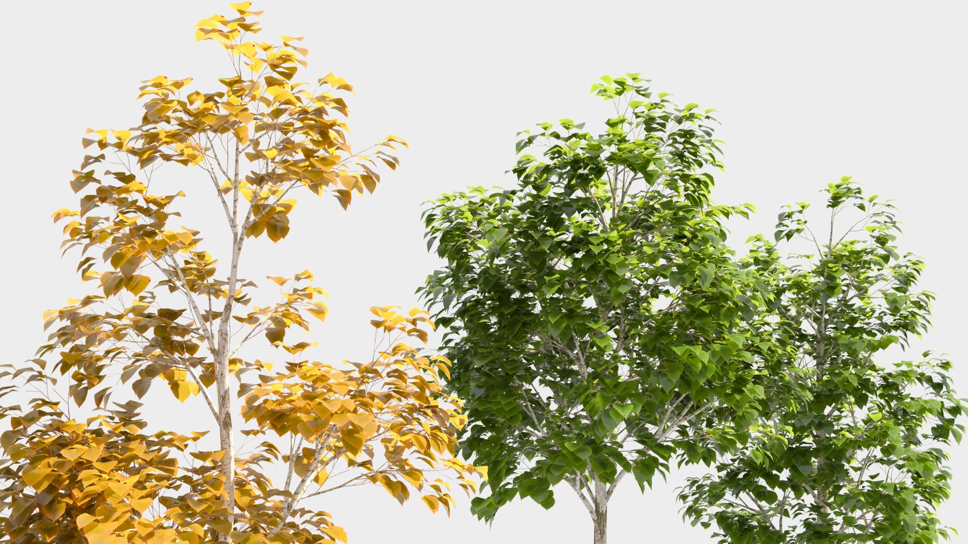 3D model betula platyphylla https://p.turbosquid.com/ts-thumb/Sv/RsWe6E/f7/betulaplatyphylla36/jpg/1681715978/1920x1080/fit_q87/2dca1c975cef330939dea8df3adeb69c7fba6b1b/betulaplatyphylla36.jpg