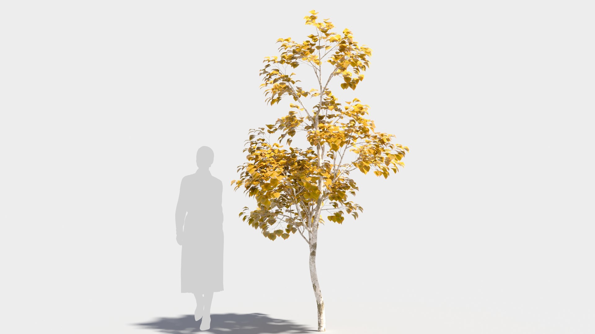 3D model betula platyphylla https://p.turbosquid.com/ts-thumb/Sv/RsWe6E/j0/betulaplatyphylla37/jpg/1681715974/1920x1080/fit_q87/7a9cd4c601fd4e5cf0860b01f20a046550f0d45c/betulaplatyphylla37.jpg