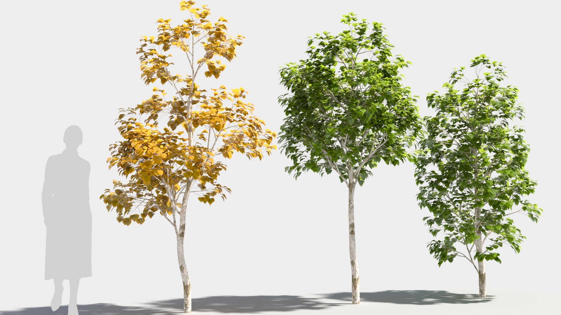 3D model betula platyphylla https://p.turbosquid.com/ts-thumb/Sv/RsWe6E/oP/betulaplatyphylla34/jpg/1681715995/1920x1080/fit_q87/1ca38b7283ddaa0bf89a3081166c8ed53af987b5/betulaplatyphylla34.jpg