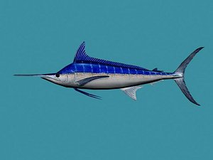 3d blue marlin
