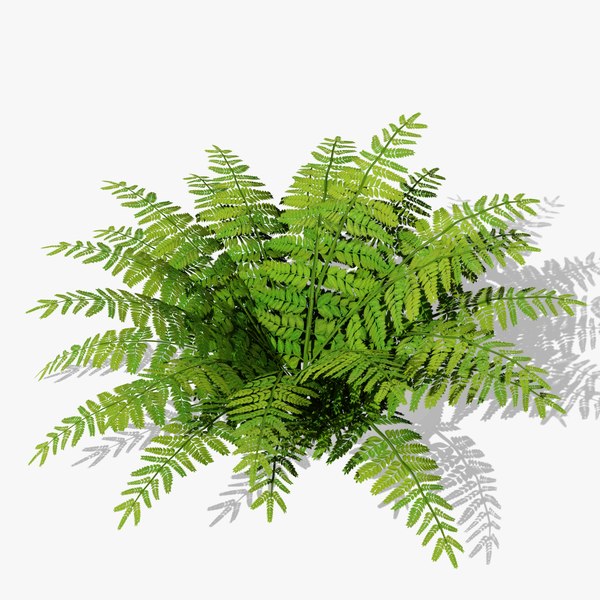 Fern Bush v1 3D 모델 - TurboSquid 2027011