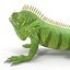 3d model green iguana pose 2