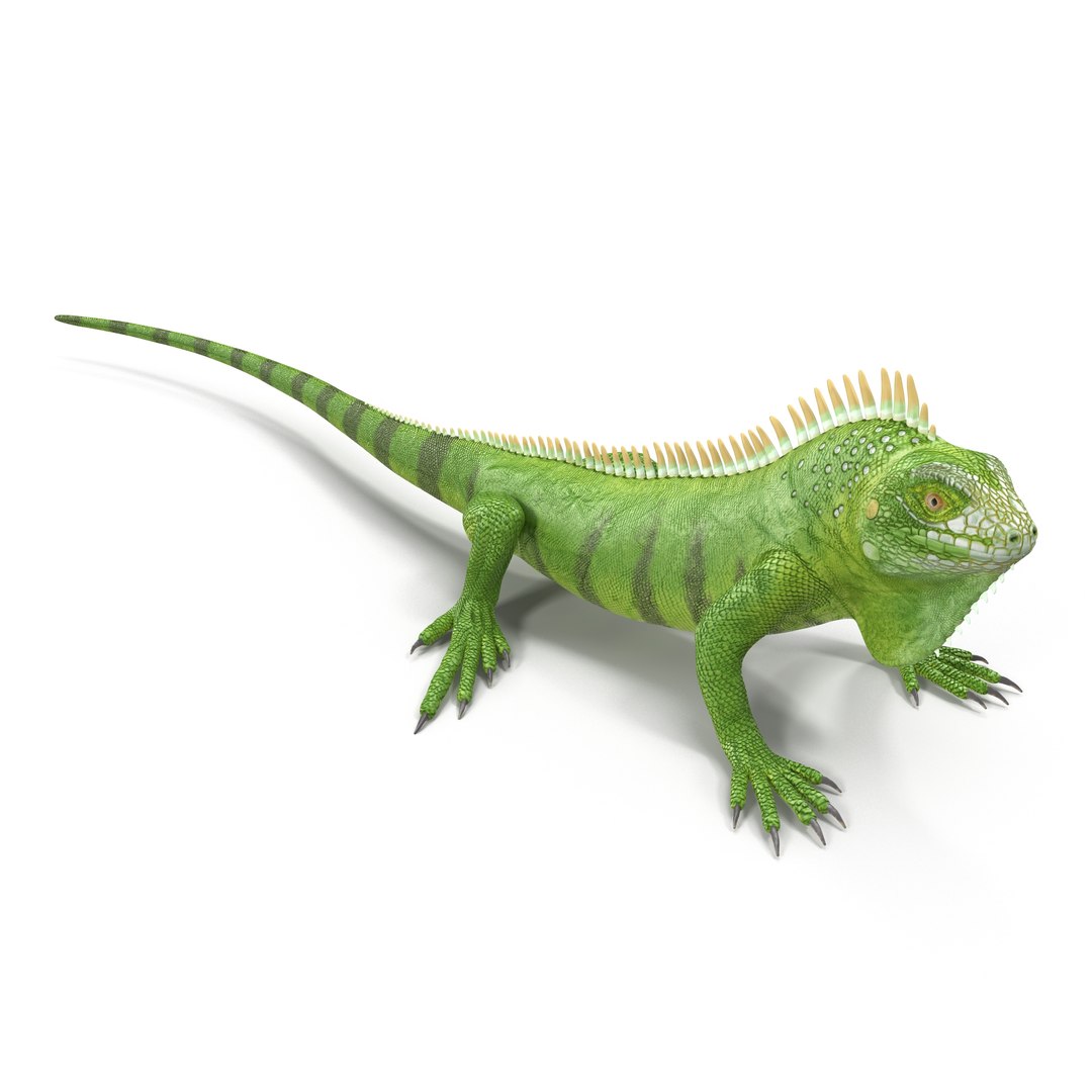 3d model green iguana pose 2 https://p.turbosquid.com/ts-thumb/Sv/rgw2OM/Q98rOO4T/greeniguanaobj3dmodel02/jpg/1456404651/1920x1080/fit_q87/fa26d0a4d59fa22dc7fc331293a5aecdf3bf6262/greeniguanaobj3dmodel02.jpg