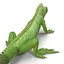3d model green iguana pose 2