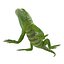 3d model green iguana pose 2