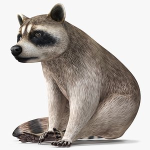 Raccoon Sitting Pose
