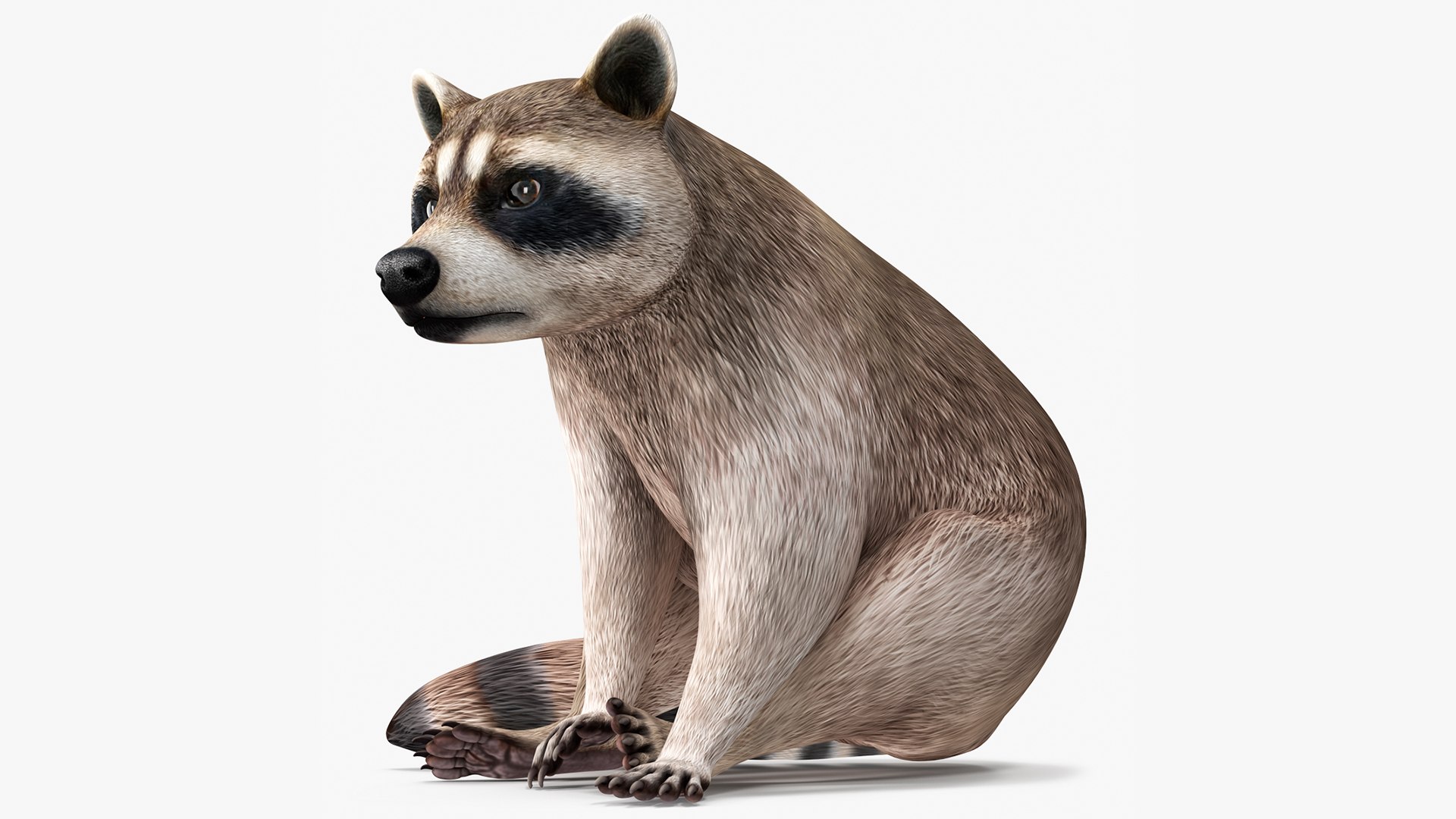Raccoon Sitting Pose 3D model preview