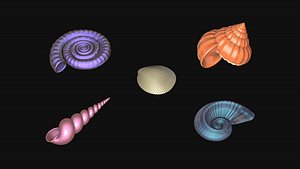 Shells and ammonites 3D model