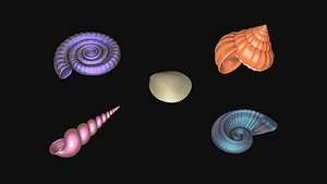 Shells and ammonites
