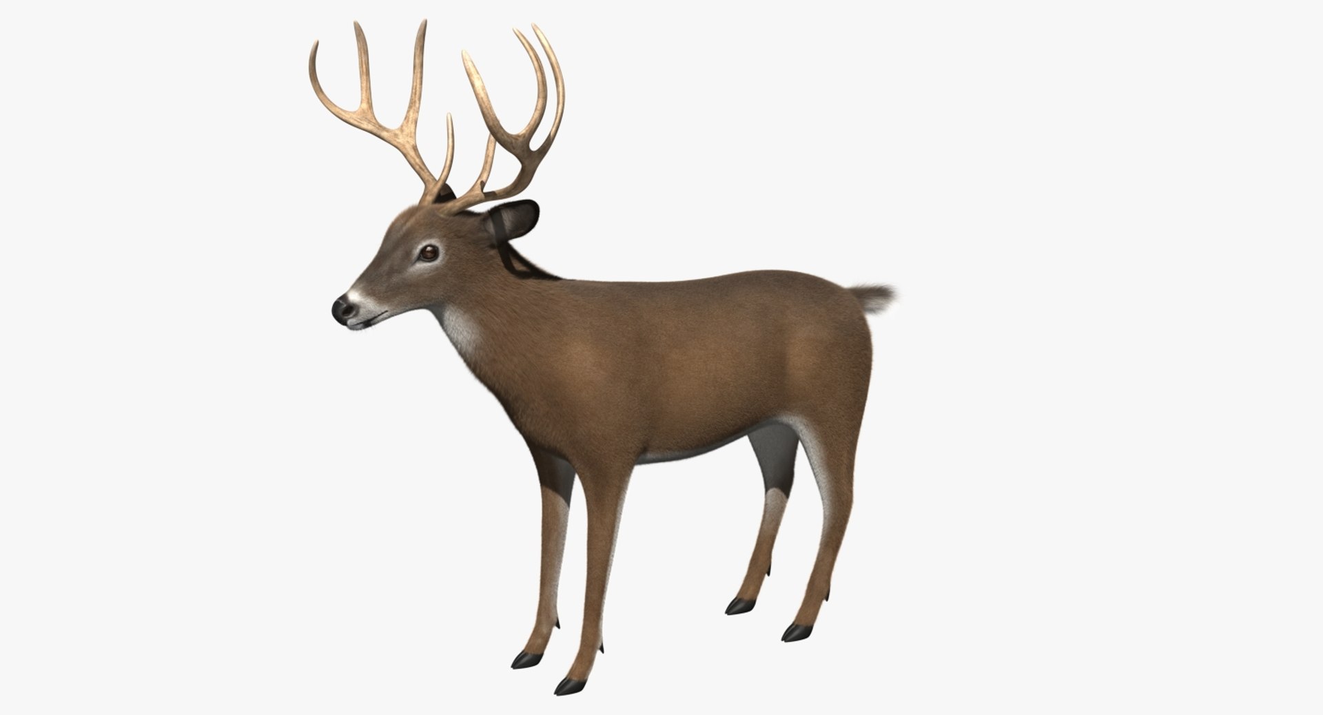 3d white-tailed deer tail https://p.turbosquid.com/ts-thumb/Sw/1FYVGD/083arf0E/r00/jpg/1475560387/1920x1080/fit_q87/249b503d011dfda85c0392241dba44cca50de449/r00.jpg