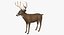 White-tailed Deer