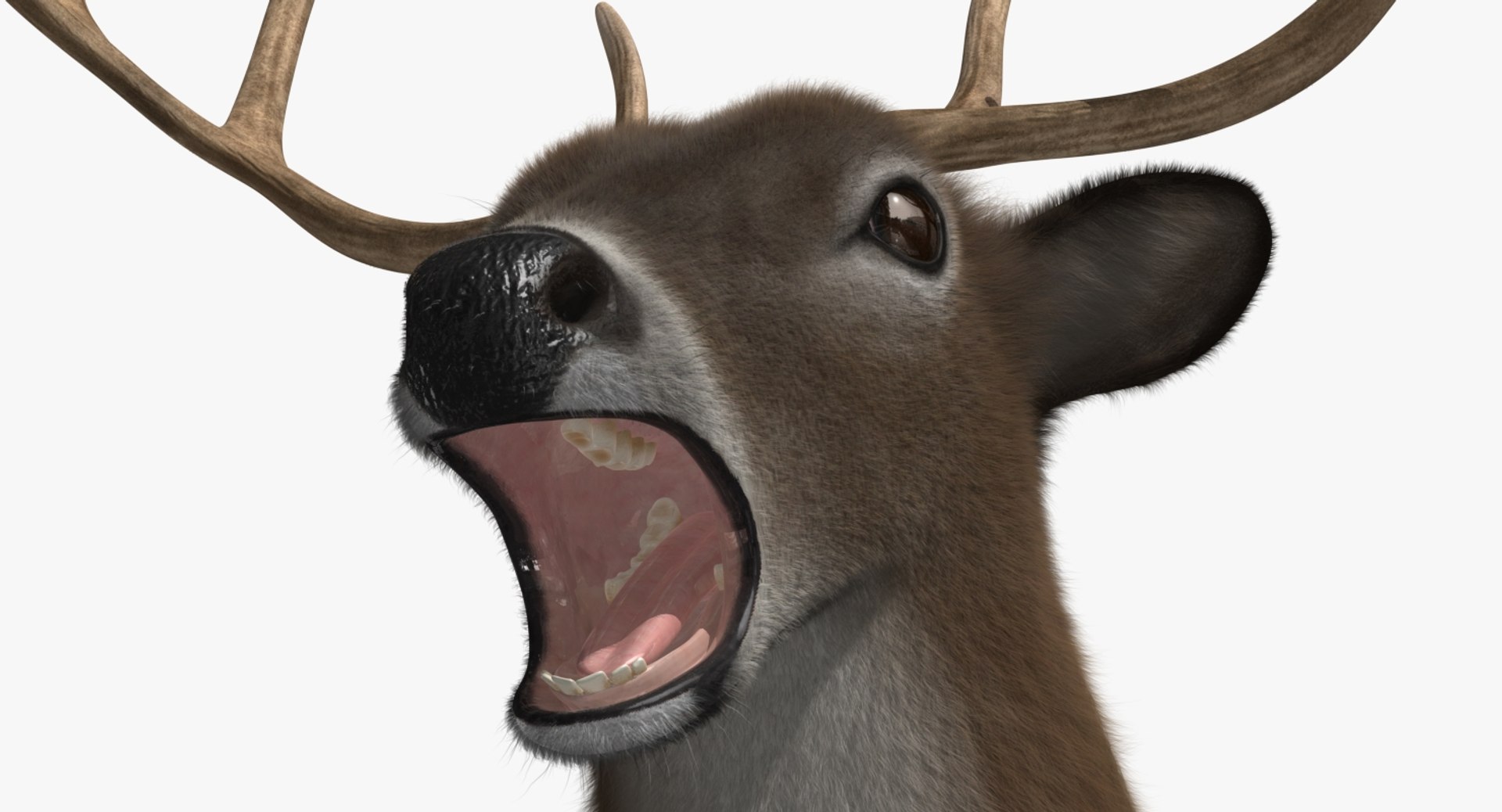 3d white-tailed deer tail https://p.turbosquid.com/ts-thumb/Sw/1FYVGD/5fejFgxN/rp08/jpg/1475558383/1920x1080/fit_q87/4e1f825336199303a0a1d9707551f73357a1216e/rp08.jpg