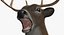 White-tailed Deer