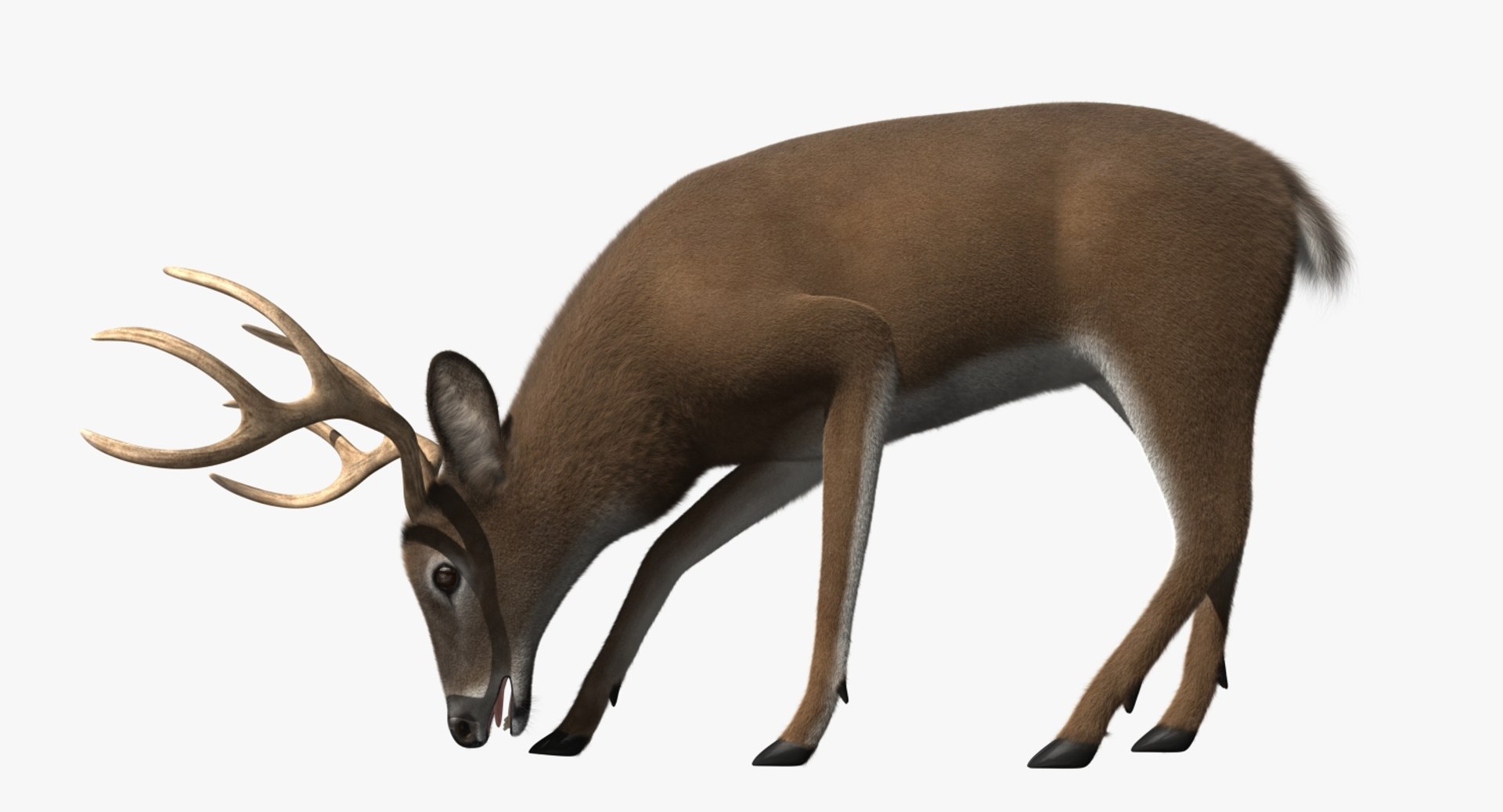 3d white-tailed deer tail https://p.turbosquid.com/ts-thumb/Sw/1FYVGD/B36Up47C/rp07/jpg/1475558383/1920x1080/fit_q87/c008f98286b66f7900a604f6b43ee772f35de180/rp07.jpg