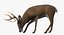 White-tailed Deer