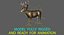 White-tailed Deer