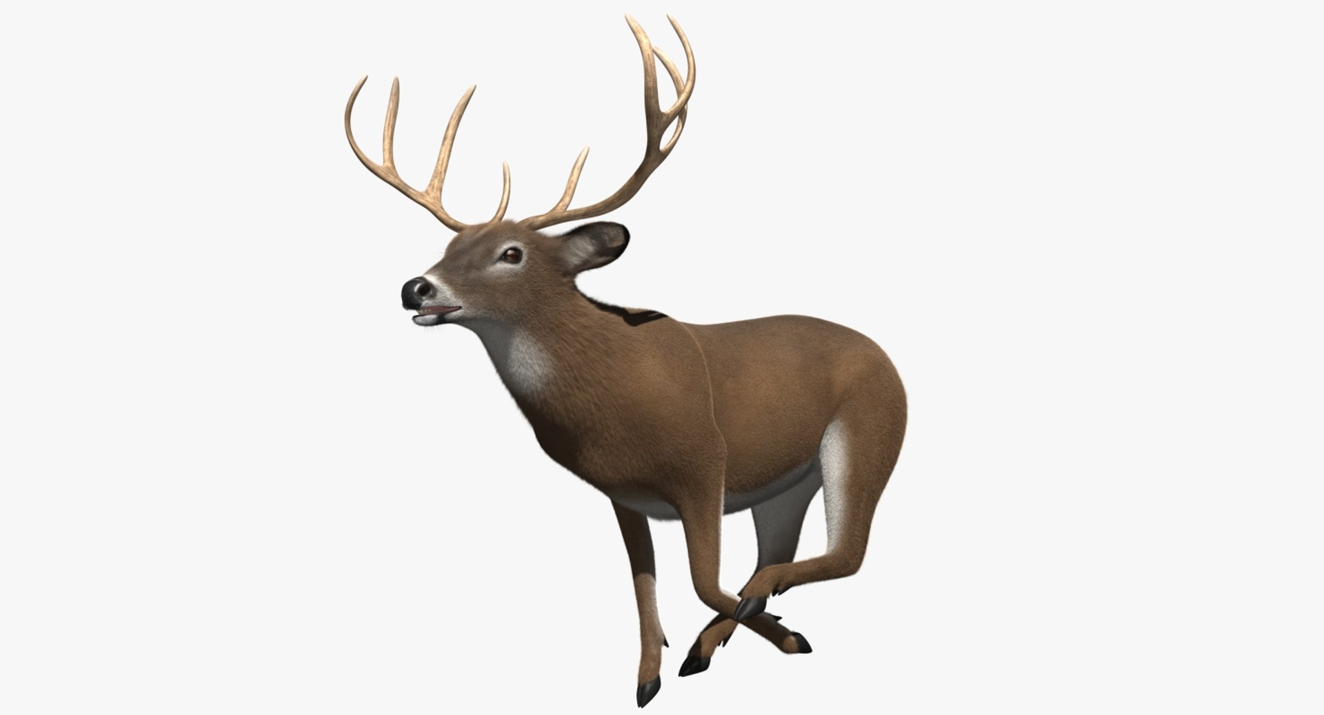 3d white-tailed deer tail https://p.turbosquid.com/ts-thumb/Sw/1FYVGD/DNSz189L/rp06/jpg/1475558383/1920x1080/fit_q87/a24dd733068f118a2b5e445d89958847da3ef9b0/rp06.jpg
