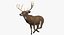 White-tailed Deer