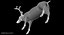 White-tailed Deer