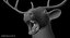 White-tailed Deer