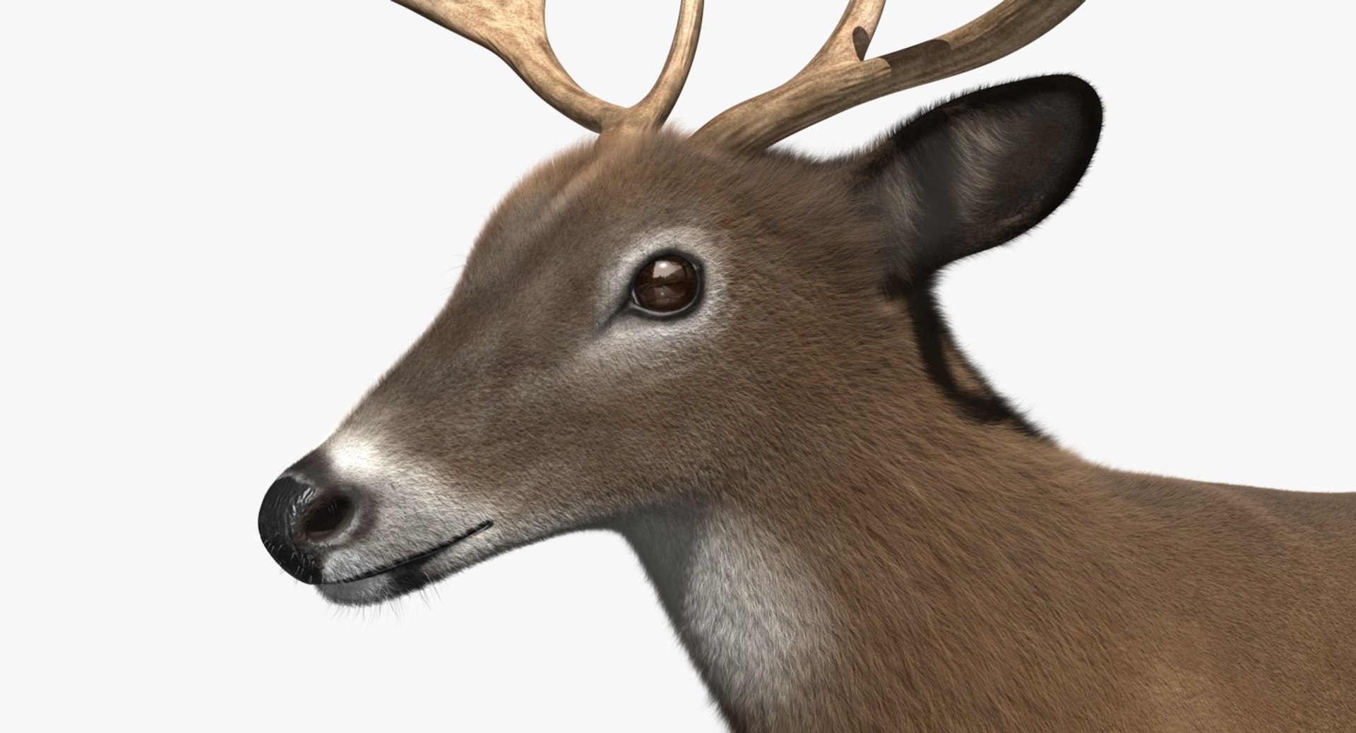 3d white-tailed deer tail https://p.turbosquid.com/ts-thumb/Sw/1FYVGD/JLAtoOJG/rp01/jpg/1475558382/1920x1080/fit_q87/7a2810a38389bba6b4547f43c8fe0c79b93a270a/rp01.jpg