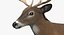 White-tailed Deer