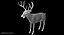 White-tailed Deer