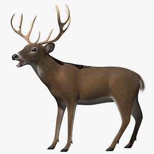 3d white-tailed deer tail