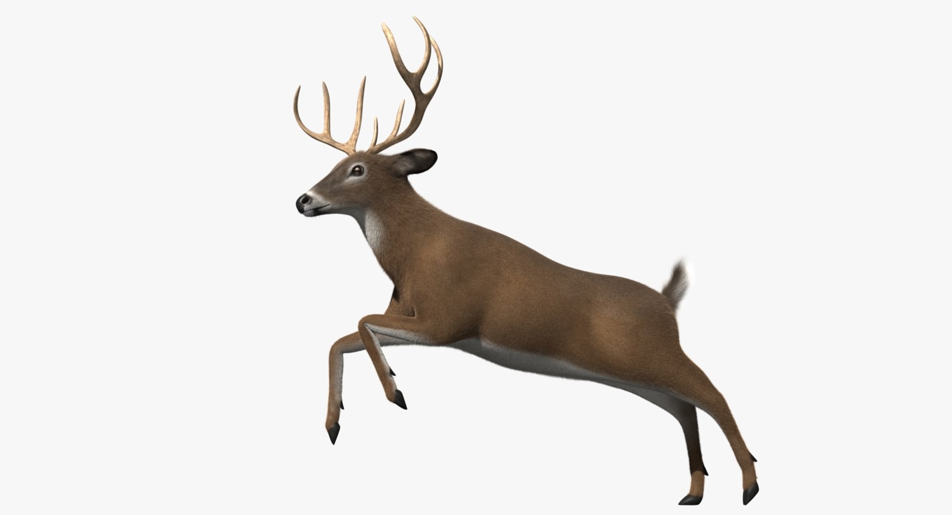 3d white-tailed deer tail https://p.turbosquid.com/ts-thumb/Sw/1FYVGD/RuEjcURr/rp03/jpg/1475558382/1920x1080/fit_q87/0502efb1370a41e9c8fd921404ddd53d29cc2e61/rp03.jpg