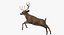 White-tailed Deer