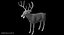 White-tailed Deer