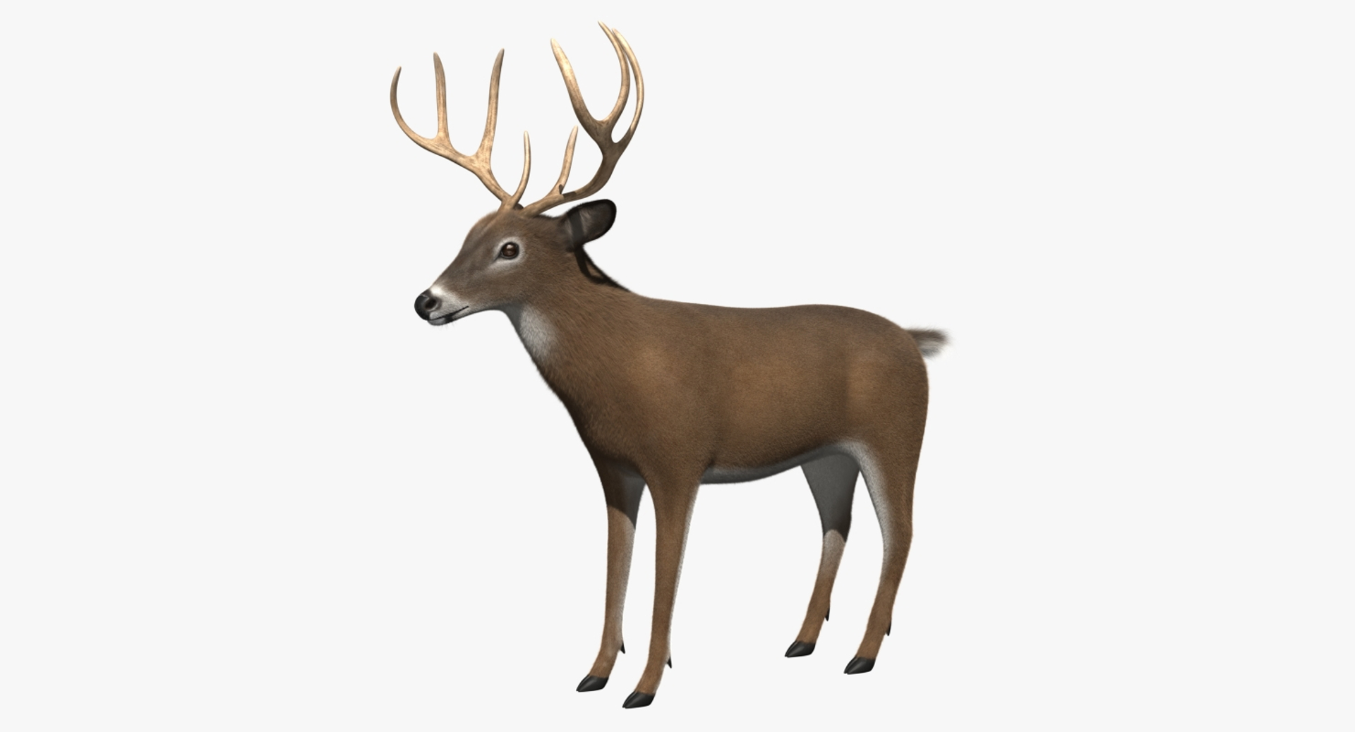 3d white-tailed deer tail https://p.turbosquid.com/ts-thumb/Sw/1FYVGD/Uq0aGNKw/whitetail_deer_rot/jpg/1475558474/1920x1080/turn_fit_q99/e3db4795a4e8560e36d93148b3ed7ab7570535d2/whitetail_deer_rot-1.jpg